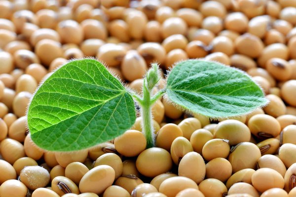 Quelle est la méthode pour faire germer des graines de plantes tropicales en intérieur?