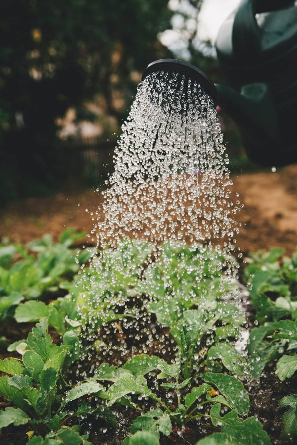 Quels sont les meilleurs outils de jardinage pour des personnes à mobilité réduite?