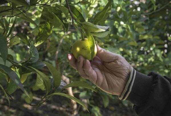 Est-il possible de créer un jardin d'agrumes en intérieur et comment?