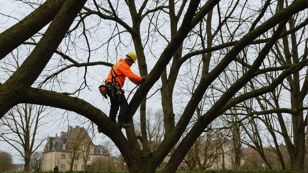 Services d'élagueur à saumur : sécurité et esthétique garantis